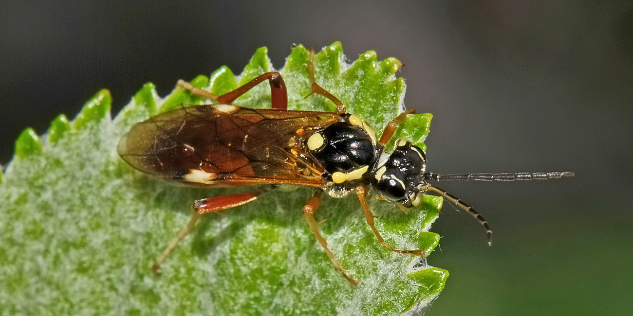 Tenthredinidae N19 Tenthredopsis stigma?